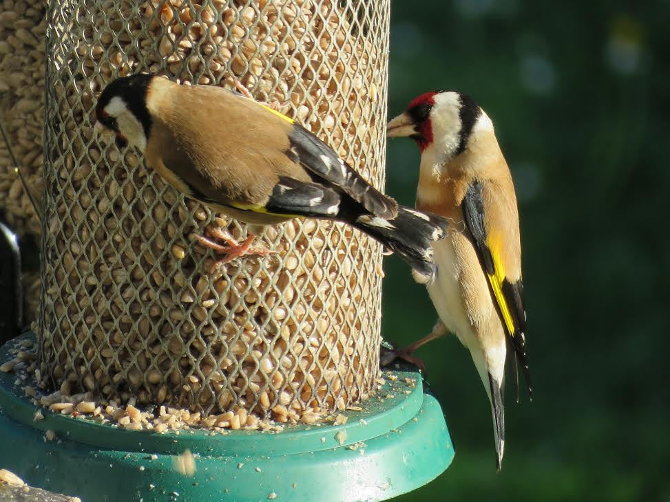 buy-bird-food-online-in-uk-wild-bird-food-suppliers-uk-bird-food